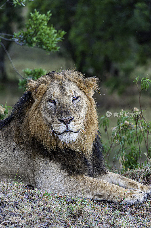 非洲狮(Panthera leo)是五大猫科动物之一，也是猫科动物科的一员。Ol Pejeta保护区，肯尼亚。大的雄性动物。